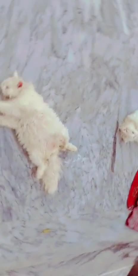 Beautiful cats sleep funny