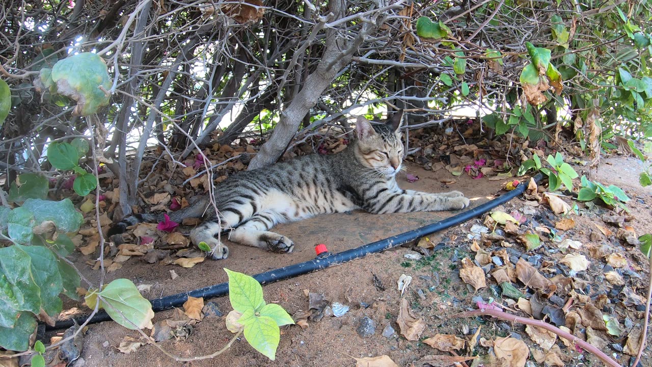 MICHAEL JACKSON - Homeless cat in Ras Al Khaimah, UAE #cat #cats #MichaelJackson #emirates #ae #UAE