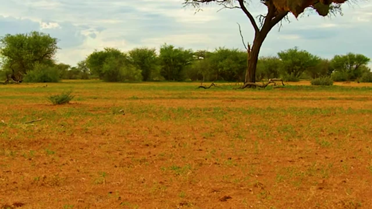 King cobra vs mongoose vs eagle the real fight