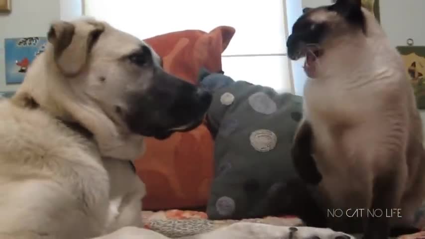 The cat hits the dog and fidgets him