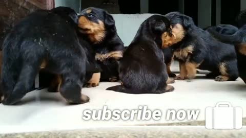 news dog funny video