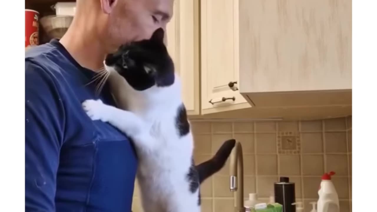 Cat Comforts Owner