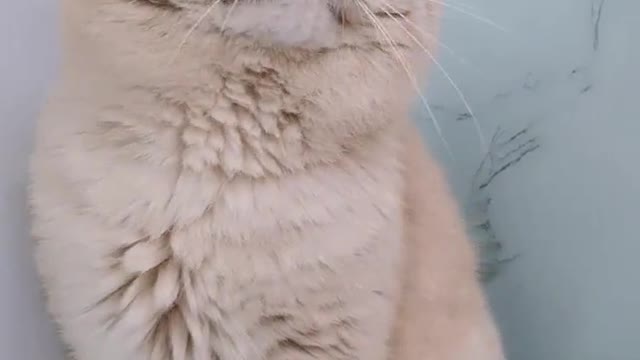 Big face