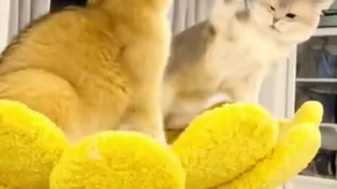 SO FUNNY😂😂 Super Dogs And Cats Reaction Videos ▶️1