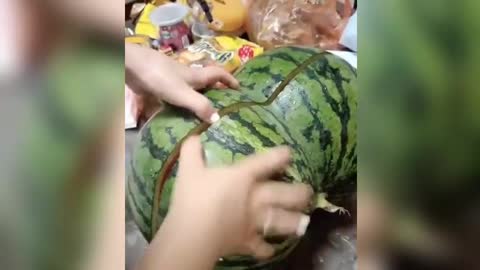 Watermelon growing in one piece