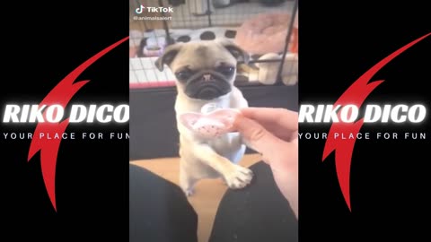 ULTIMATE|| Animal Compilation || Funny Fails || viral || comedy