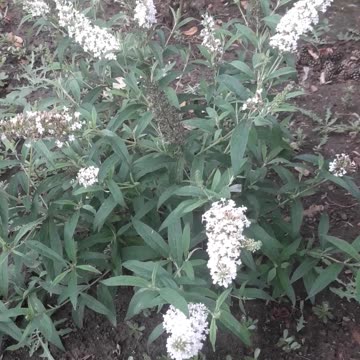 Bootleea fully bloomed