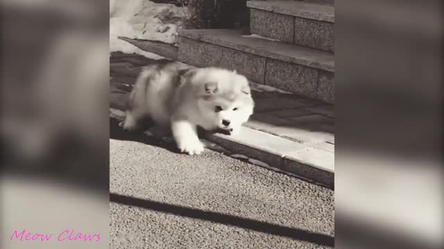 Baby Alaskan Malamute divertidos