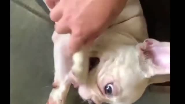 Looks annoyed | Cute Moment | Funny Animal Videos #27