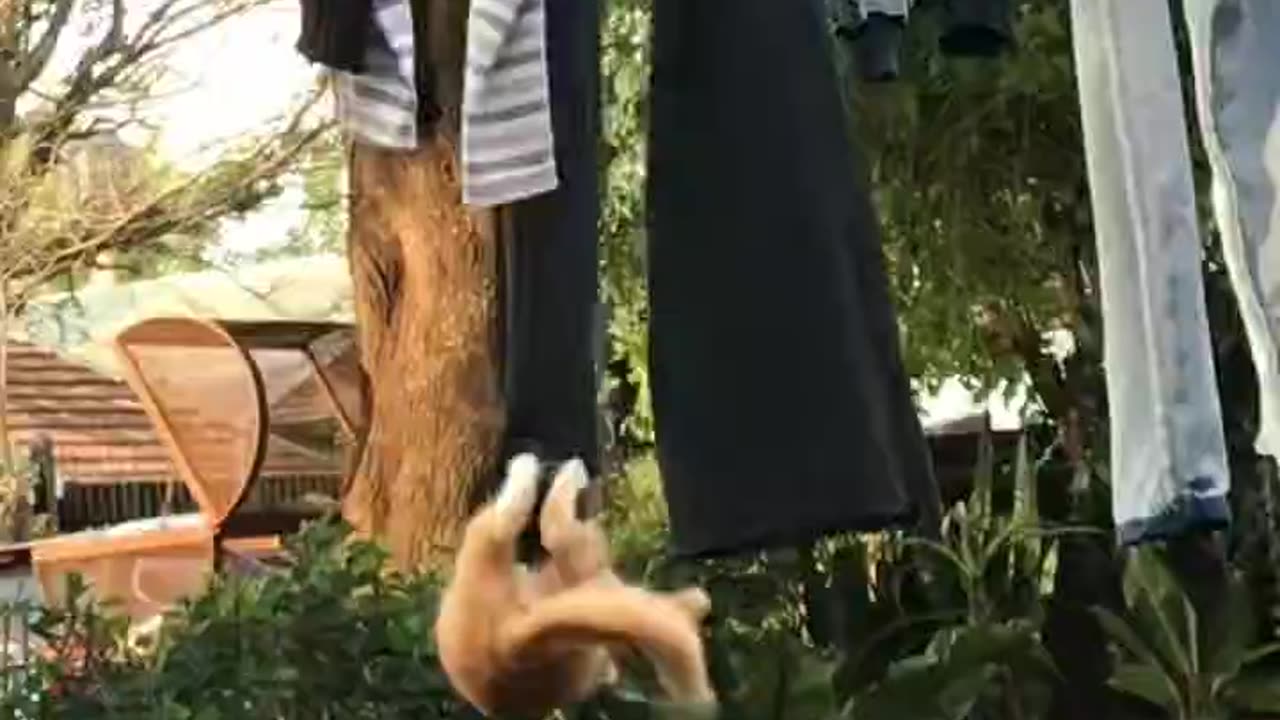 Cats always find ways to amuse themselves 😂