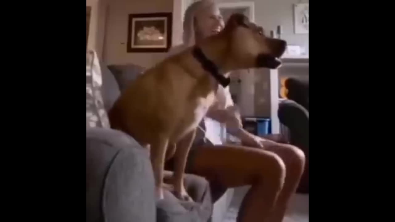 Very funny dog