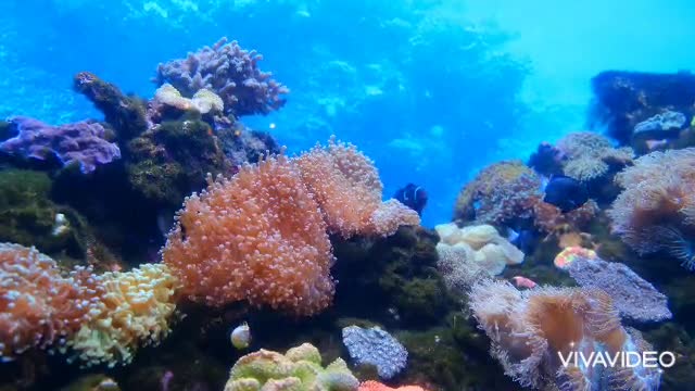 Marine Life Of Fishes Corals Underwater.