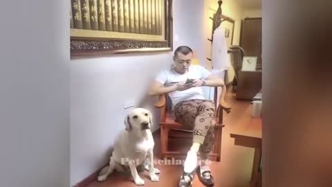 CLASSIC Dog and Cat Videos 1 HOURS of FUNNY Clips Cute baby animals videos