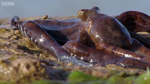 The Incredible octopus that can walk on dry land