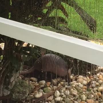 Armadillo eating bugs in our garden