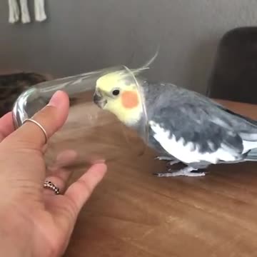 Cute parrot looks so happy when he is singing