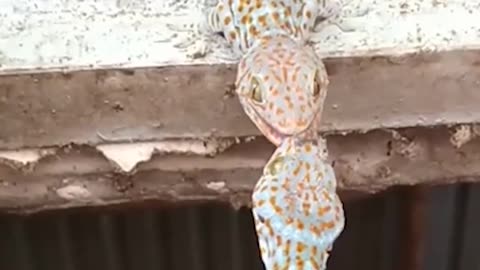 Gecko Grabs Friend