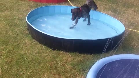 Cooper Dalmatian-Lottie Pointer & Wilson Vizsla