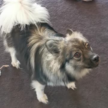 German Shepherd tries to join in on barking, makes hilarious noise instead