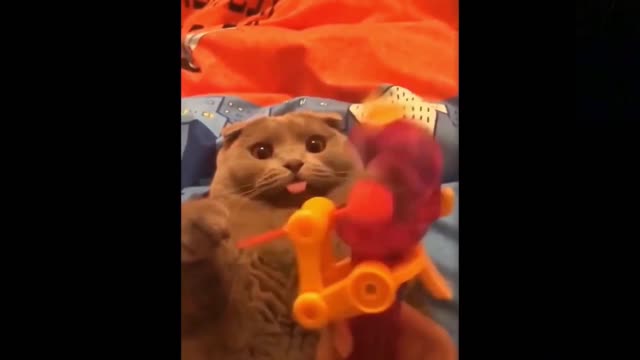 Badly scared kitty by these horrible toy..