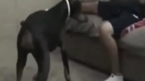 funny dog bites boy