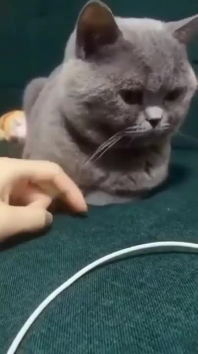 Cat Playing piano like Beethoven: Nora