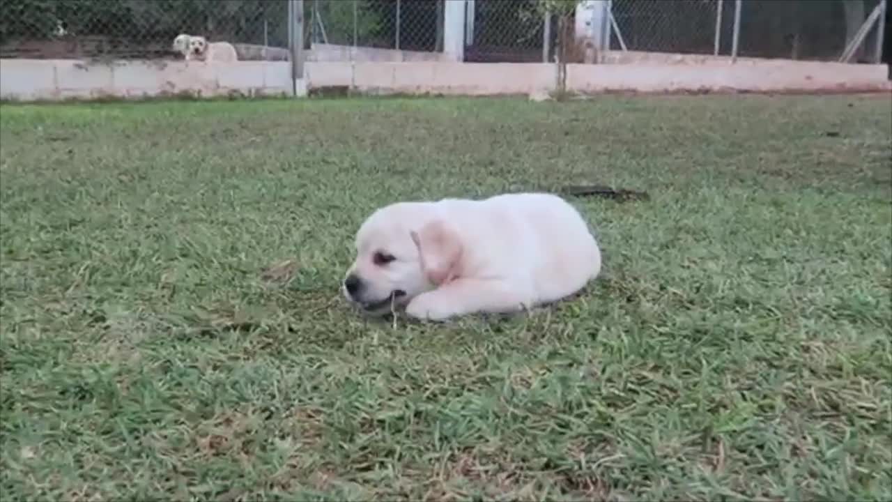 CACHORROS LABRADOR MUY LINDOS