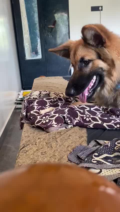 The very active German shepherd playing trying to catch my hand.