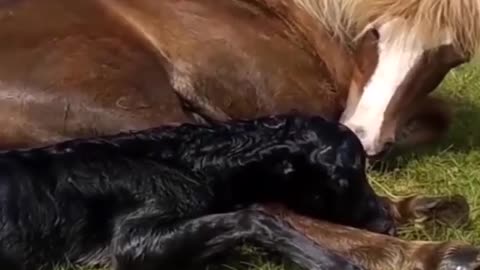 Horses Giving birth