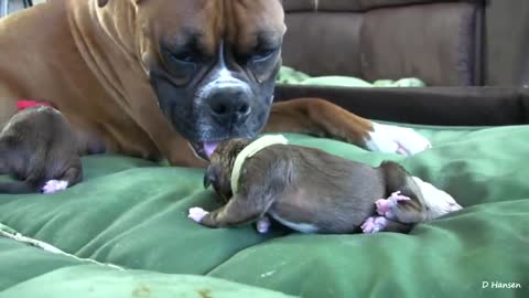 DOG BIRTH VIDEO