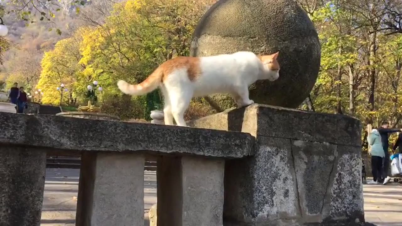 Adventurous Cat Strolls Across the Bridge