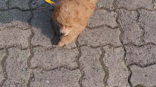 a cute little puppy climbing a hill