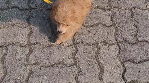 a cute little puppy climbing a hill