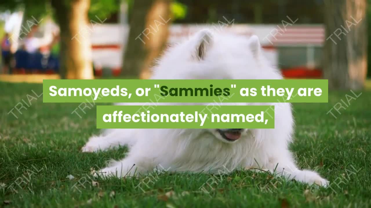 Nice and cute dog Sammies