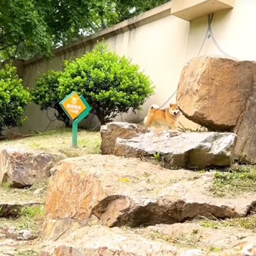 Peaceful Dog find another way out