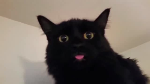 Try not to look this cat