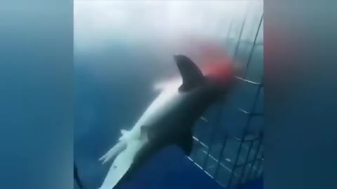 🦈😨Shark attacks in humans🦈😨