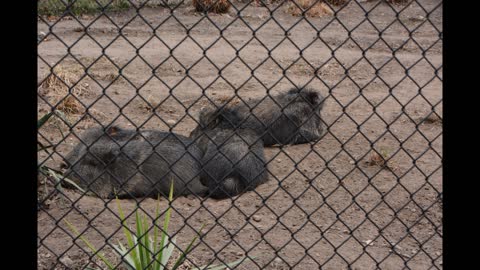 Visiting Potawatomi Zoo