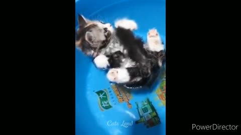 Funniest cats video 2022 #14