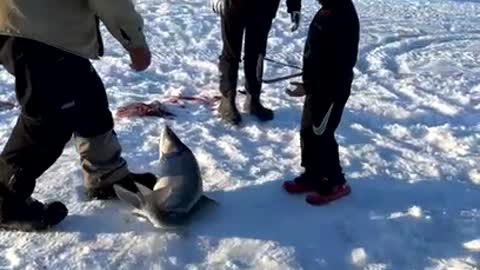 Boy catches Fish the same size as Himself