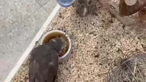 Small animals eating