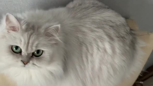 kitten pretending to sleep
