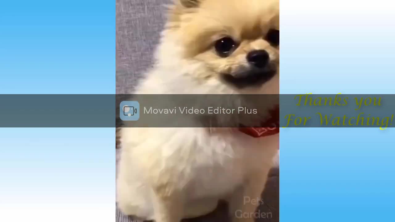 Cute Pet Animals Videos Compilation | Cute and Funny Moment of the pets
