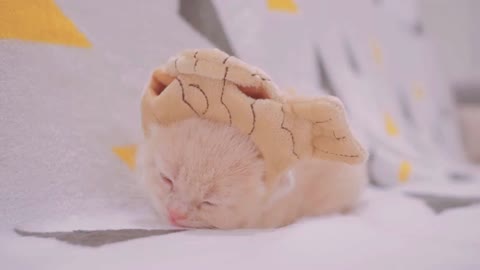 Baby Kittens Wearing Hat