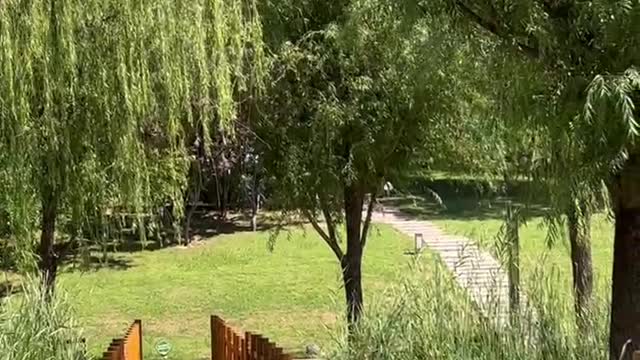 The willow leaves are so long