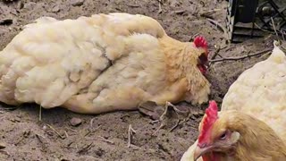 OMC! Dirt bath x 2 hens - Dirt bath with a friend! #chickens #dirt #bathing #hens #shorts #friends