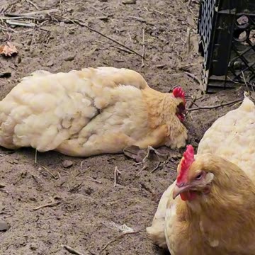OMC! Dirt bath x 2 hens - Dirt bath with a friend! #chickens #dirt #bathing #hens #shorts #friends