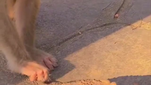 Funny reaction of Monkeys to see a frog