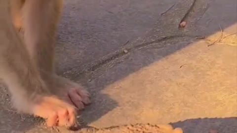 Funny reaction of Monkeys to see a frog