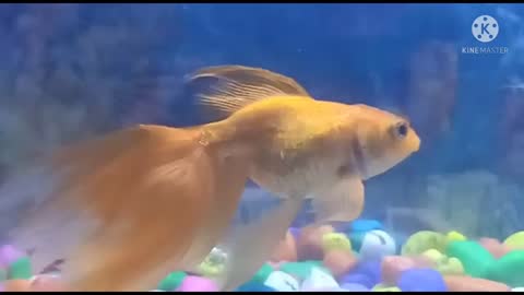 Gold Fish In Slow Motion